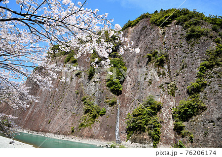 古座川の一枚岩と桜 76206174