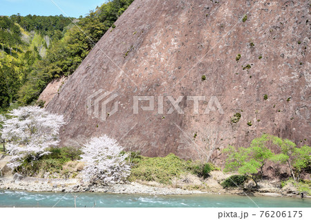 古座川の一枚岩と桜 古座川の一枚岩と桜 76206175