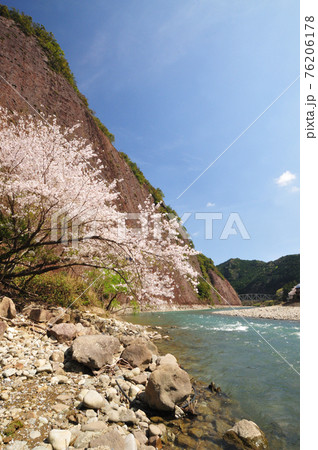 古座川の一枚岩と桜 古座川の一枚岩と桜 76206178
