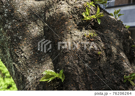 胴吹き桜　【大阪市天王寺区東高津公園】 76206264