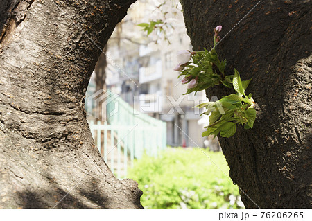 胴吹き桜　【大阪市天王寺区東高津公園】 76206265