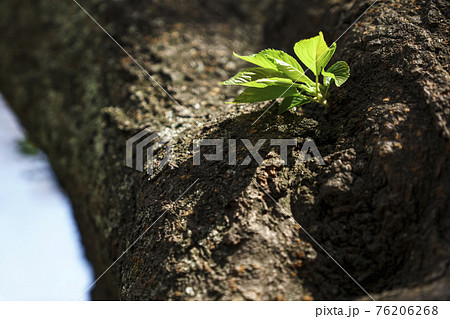 胴吹き桜　【大阪市天王寺区東高津公園】 76206268