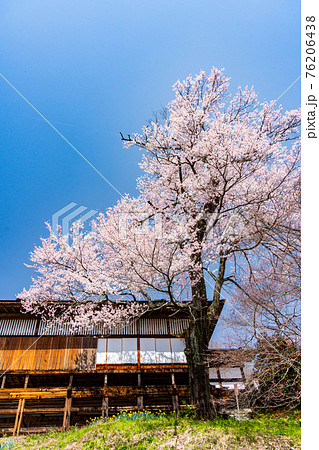 (長野県)旧小笠原家書院 桜の季節 (長野県)旧小笠原家書院 桜の季節 76206438