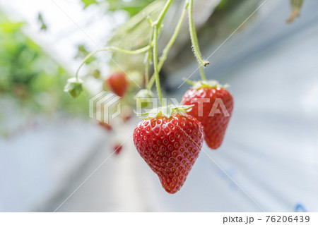 赤く実ったイチゴの果実 ハウスの苺 いちご狩り 宮城県山元町 赤く実ったイチゴの果実 ハウスの苺 いちご狩り 宮城県山元町 76206439