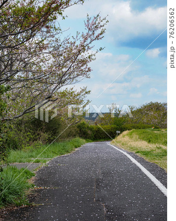 春の印旛沼サイクリングロードの写真素材