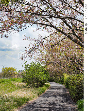 春の印旛沼サイクリングロードの写真素材