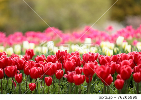チューリップ 76206999