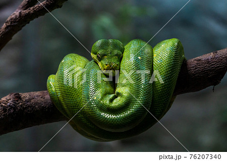 【ヘビ】とぐろを巻いているミドリニシキヘビ 76207340