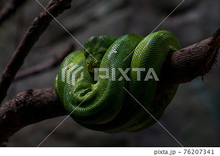 ヘビ とぐろを巻いているミドリニシキヘビの写真素材