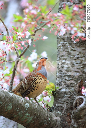 コジュケイ 76207390