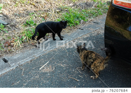 錆柄の野良猫メスにオスの黒猫がストーカー 錆柄の野良猫メスにオスの黒猫がストーカー 76207684