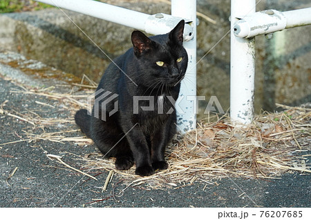 錆柄の野良猫メスにオスの黒猫がストーカー 錆柄の野良猫メスにオスの黒猫がストーカー 76207685