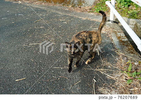 錆柄の野良猫メスにオスの黒猫がストーカー 錆柄の野良猫メスにオスの黒猫がストーカー 76207689