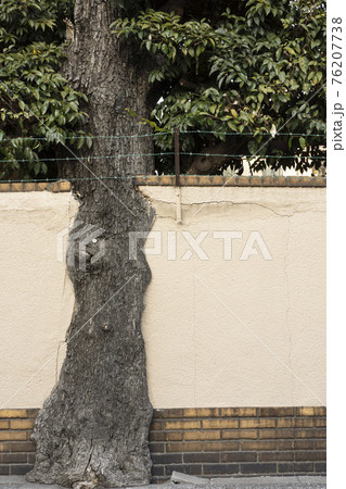塀に塗り込まれた樹・スダジイ 76207738