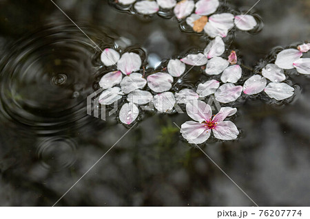 泉に浮かぶ桜の花と花弁と 76207774
