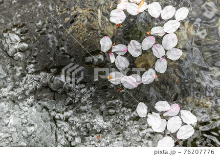 湧水の泡で舞う桜の花びら 湧水の泡で舞う桜の花びら 76207776