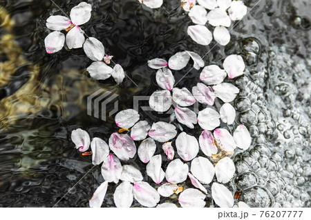 湧水の泡で舞う桜の花びらたち 76207777