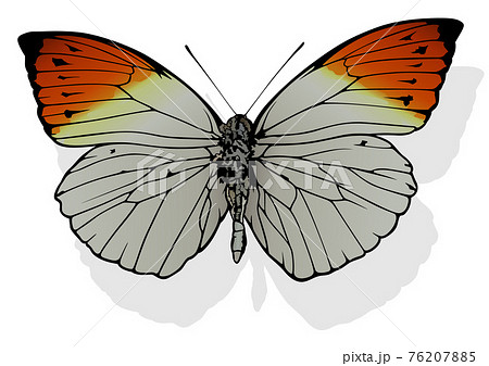 Great Orange Tip Butterfly Great Orange Tip Butterfly 76207885