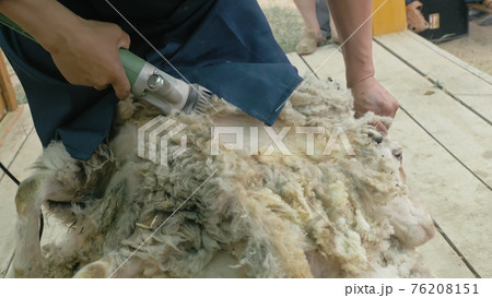 Men shearer shearing sheep at agricultural show in competition. Electric professional sheep manual hair clipper sheep cutting shearing machine. 76208151