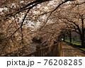 桜16 76208285