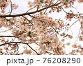 桜18 76208290
