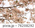 桜19 76208292