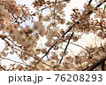 桜20 76208293