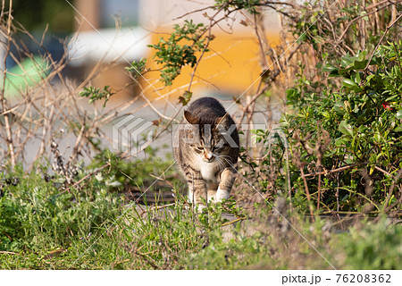 歩く猫 76208362