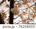 桜39 76208455