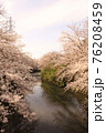 桜31 76208459