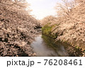 桜32 76208461