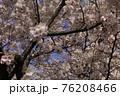 桜35 76208466