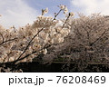 桜36 76208469