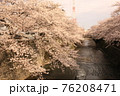 桜37 76208471