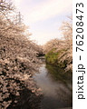 桜38 76208473