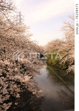 桜38 76208473