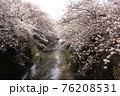 桜40 76208531