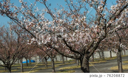 習志野市サクラ広場のもうすぐ満開になるソメイヨシノ 76208872