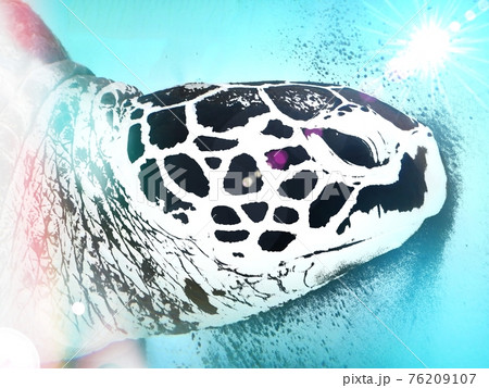 ウミガメ ウミガメ 76209107