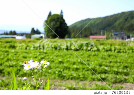 ミツバチ、お花のうえで休憩中 76209135