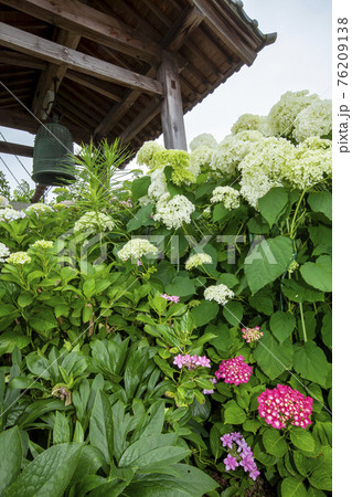 紫陽花 水無月の風景 17の写真素材