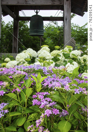 紫陽花 水無月の風景 14の写真素材
