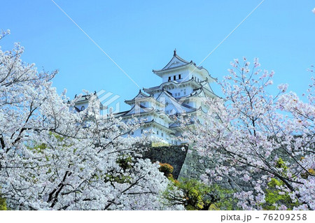 桜満開の姫路城 76209258