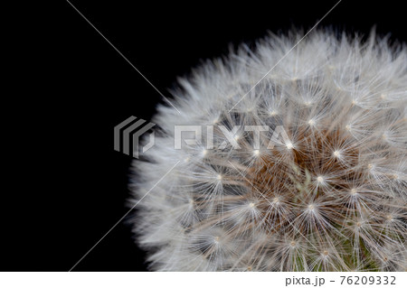 黒背景のタンポポの綿毛 黒背景のタンポポの綿毛 76209332