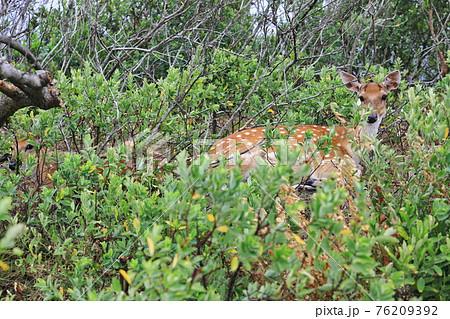 鹿 シカ しか 76209392