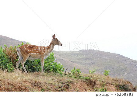 鹿 シカ しか 76209393