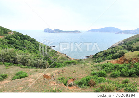 鹿 シカ しか 76209394