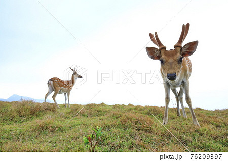 鹿 シカ しか 76209397