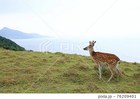鹿 シカ しか 76209401