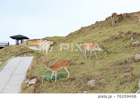 鹿 シカ しか 76209406